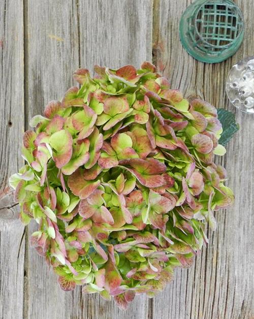 ANTIQUE BI-COLOR GREEN/RED HYDRANGEAS